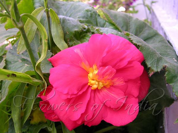 Begonia Nonstop Red